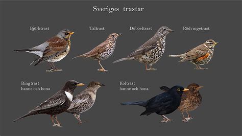 snabbaste fågeln i sverige|Lista över fågelrekord – Wikipedia